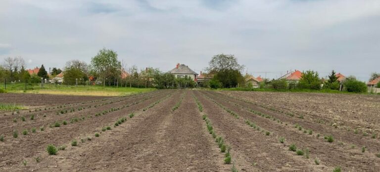 Read more about the article Mit is kezdhetnénk egy ekkora kerttel?